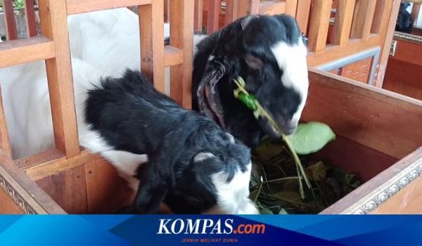 Daging kambing di Pujon, Malang