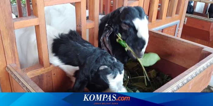 Daging kambing di Pujon, Malang