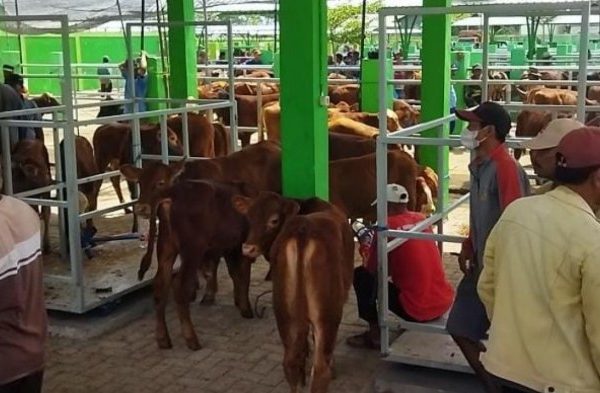 Daging kambing di Bubulan, Bojonegoro