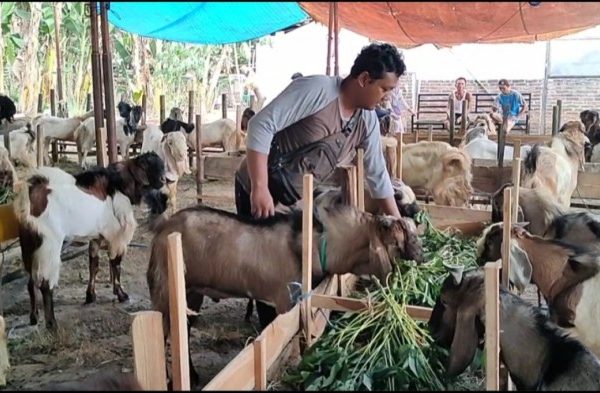 Daging kambing di Taman, Kota Madiun
