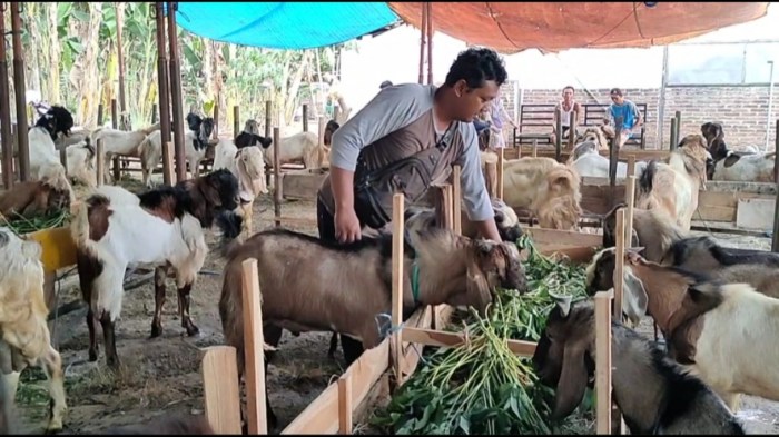 Daging kambing di Taman, Kota Madiun