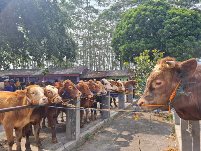 Daging kambing di Tempuran, Magelang