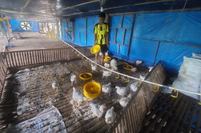 Kandang Ambruk Akibat Angin Kencang, Ribuan Ayam di Pangandaran Kabur ...