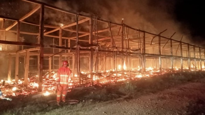 ayam bangkok pringsewu | lok gadingrejo deket pasar, minat langsung ... ayam bangkok pringsewu | lok gadingrejo deket pasar, minat langsung ...