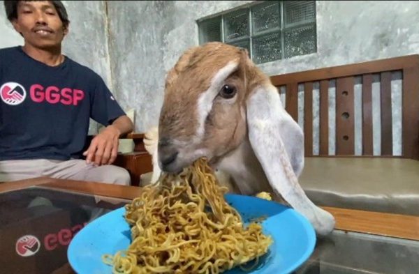 Daging kambing di Bawang, Banjarnegara