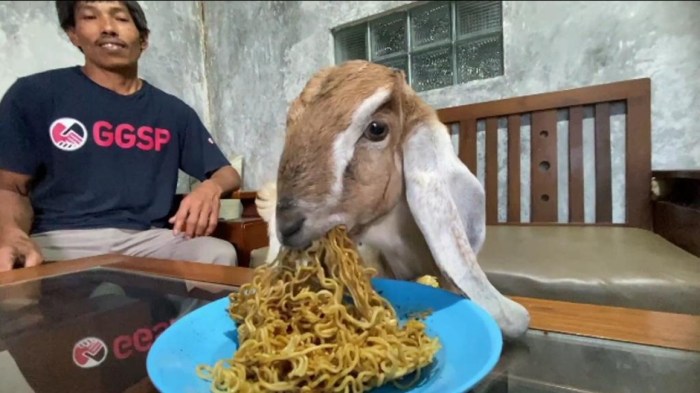 Daging kambing di Bawang, Banjarnegara