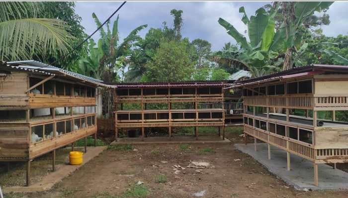 Gak Asal Bikin, Rahasia Sukses Beternak Ayam Bangkok dengan Kandang ... Ayam Ternak di Badegan, Ponorogo