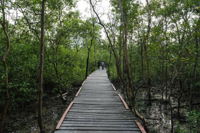 Foto : Wisata Mangrove Jambi Diapresiasi, Serap Karbon 6 Kali Lipat ... Ayam layer di Hutan, Kabupaten Tanjung Jabung Timur