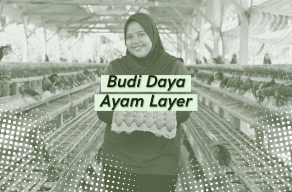 Bertani Academy - Perpustakaan - Budi Daya Ayam Layer