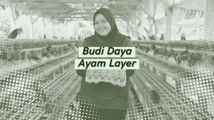 Bertani Academy - Perpustakaan - Budi Daya Ayam Layer