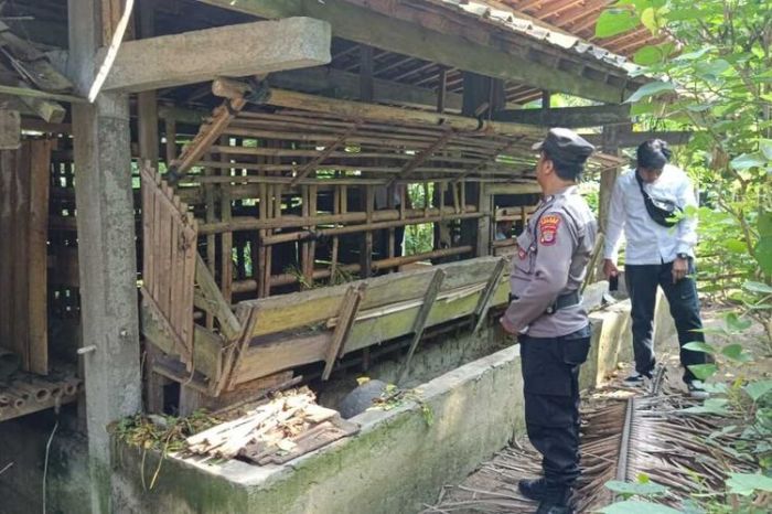 Heboh Mobil Misterius Gondol 4 Kambing di Kokap Kulon Progo Daging kambing di Kokap, Kulon Progo