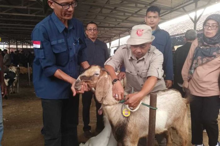Daging kambing di Sumedang Utara, Sumedang