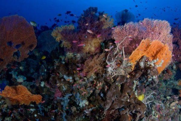 Daun penggemuk ayam di Kaledupa, Wakatobi