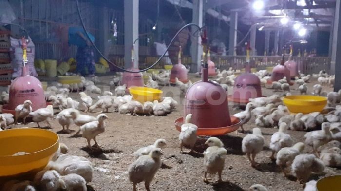 Jadi Sentra Ternak Ayam, Desa Adat Linjong Bakal Susun Awig-awig ... Ayam Ternak di Biru-Biru, Deli Serdang