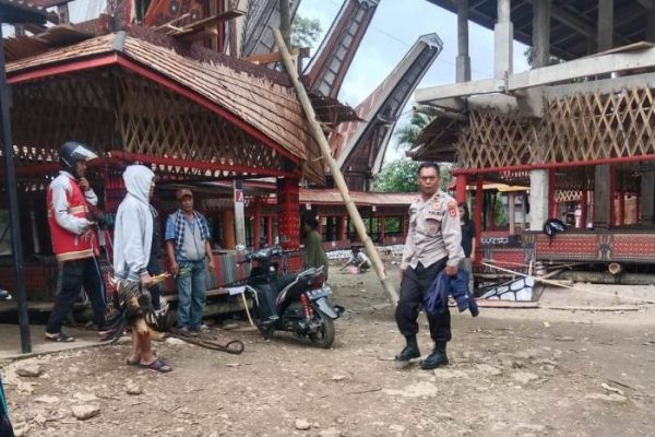 Daun penggemuk ayam di Bangkelekila, Toraja Utara