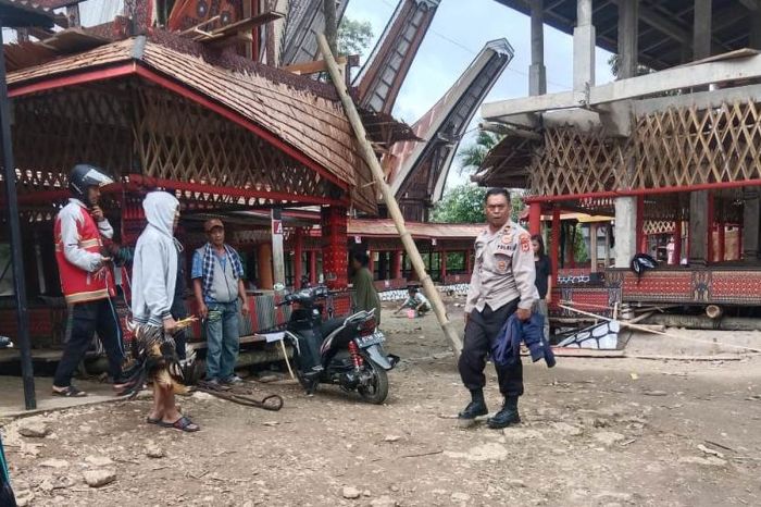 Daun penggemuk ayam di Bangkelekila, Toraja Utara
