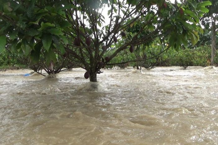 Daun penggemuk ayam di Lamasi, Luwu