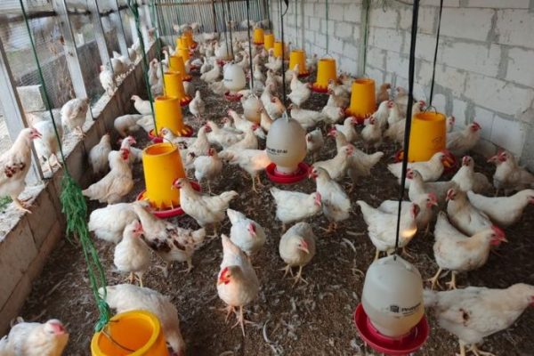 Budidaya ternak ayam di Ngrampal, Sragen