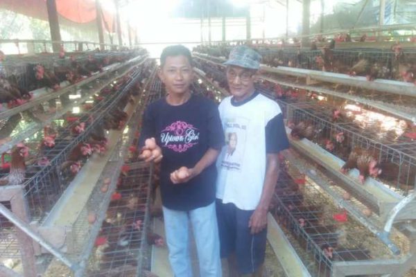 Ayam petelur jantan di Rao, Kabupaten Pasaman