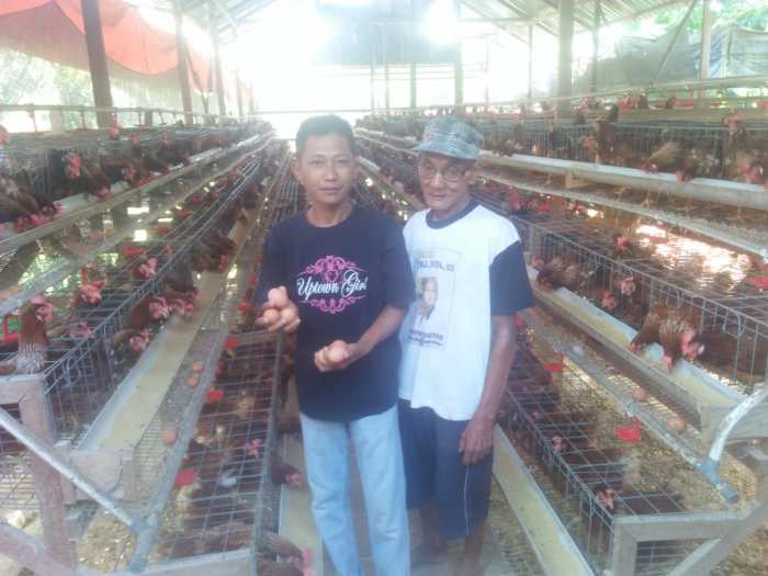 Dilema Peternak Kecil Ayam Petelur di Magelang: Harga Naik Dihujat ... Ayam petelur jantan di Rao, Kabupaten Pasaman