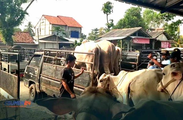 Budidaya ternak ayam di Kebumen, Kab. Kebumen