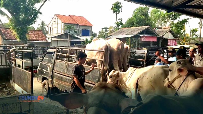 ternak ayam bangkok kabupaten kebumen jawa tengah Budidaya ternak ayam di Kebumen, Kab. Kebumen