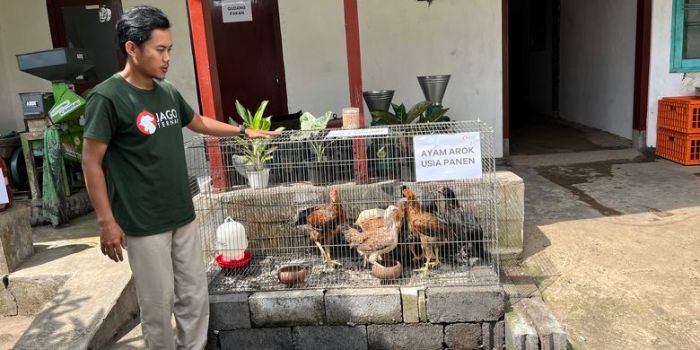 Ternak Ayam Kampung - Eksotika Desa Peternakan ayam kampung di Tembarak, Temanggung