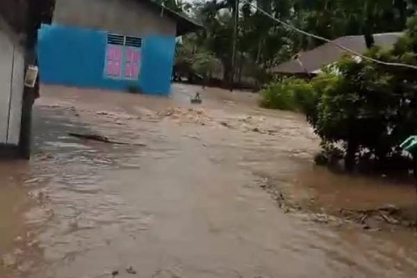 Daun penggemuk ayam di Fatuleu Barat, Kupang