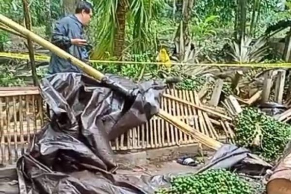 Daun penggemuk ayam di Bungaya, Gowa