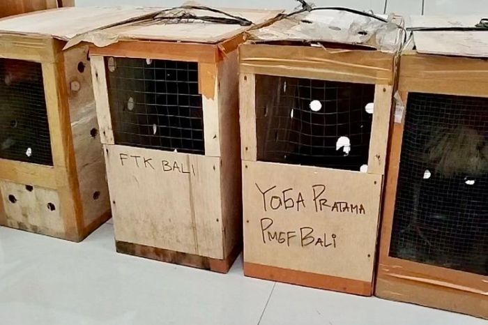 Budidaya ayam di Banjit, Way Kanan