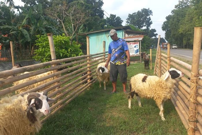 Daging kambing di Prembun, Kebumen