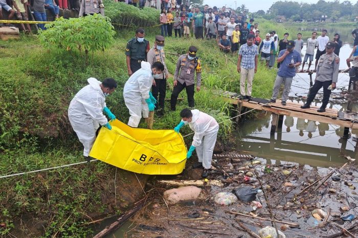 Mengenal Baterai pada Kandang Ayam Petelur - Beternak Ayam Mengenal Baterai pada Kandang Ayam Petelur - Beternak Ayam
