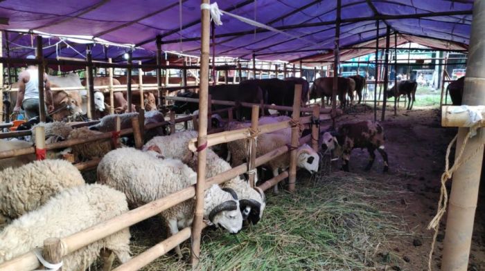 Harga Daging Kambing - Homecare24 Daging kambing di Penawangan, Grobogan