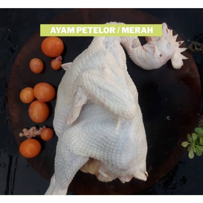 Ayam merah petelur di Sagaranten, Sukabumi