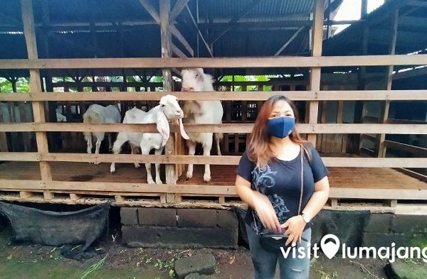 Susu kambing di Kedungjajang, Lumajang
