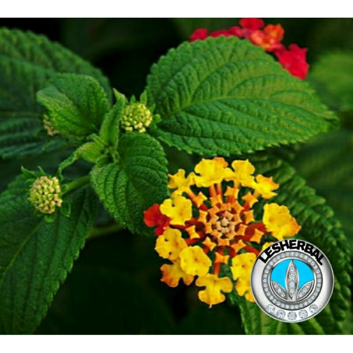 Jual daun tahi ayam/daun tembelekan segar 500gram | Shopee Indonesia Daun penggemuk ayam di Deiyai Miyo, Kab. Paniai