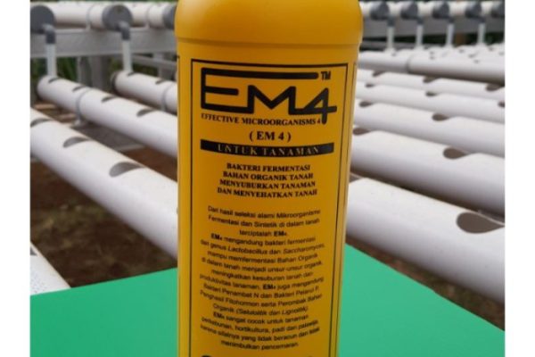 Em4 peternakan ayam di Langgam, Pelalawan