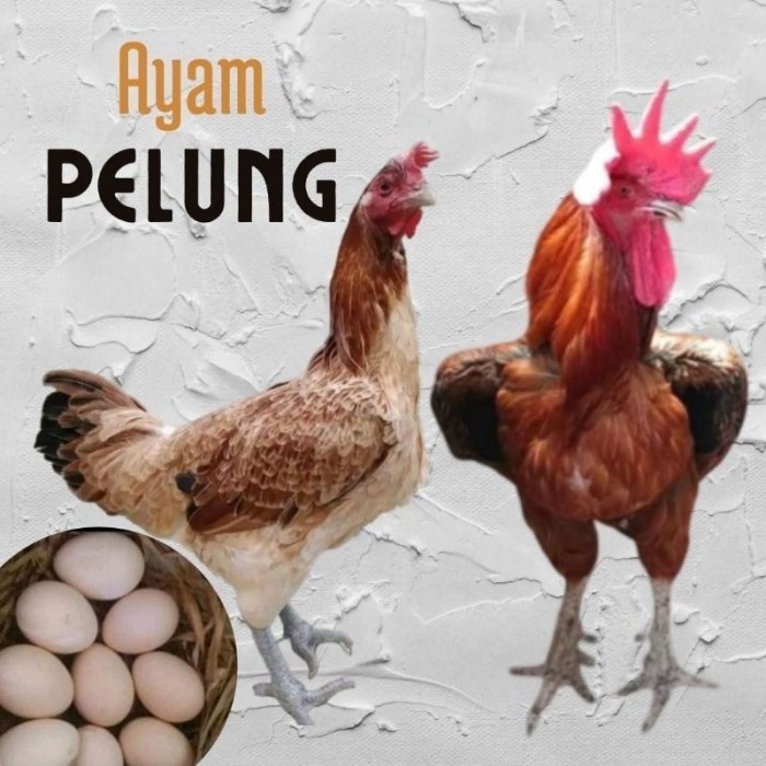 Jual telur ayam pelung jumbo super untuk di tetaskan | Shopee Indonesia Ayam pelung jumbo di Paliyan, Gunungkidul
