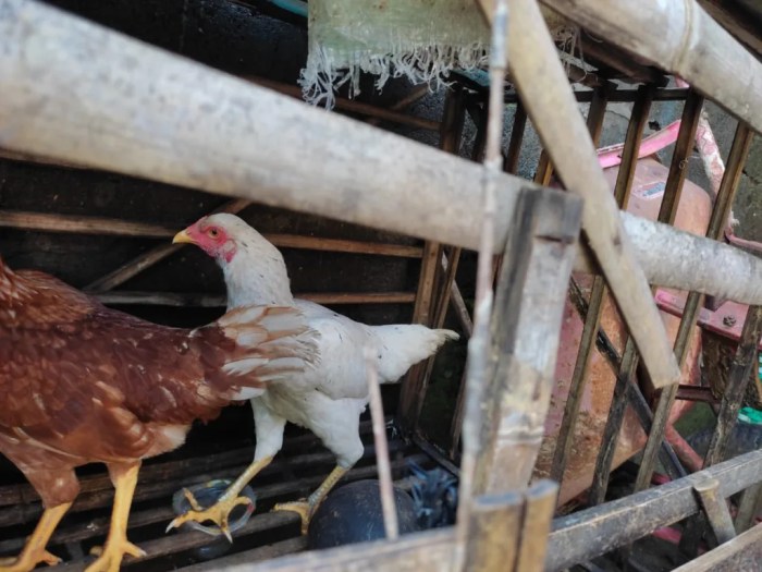 Budidaya ayam di Sidomulyo, Lampung Selatan