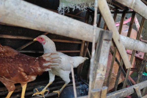 Komunitas ayam Bangkok way Jepara Lampung timur | Facebook