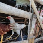 Budidaya Ayam Kampung Super 🐔🐓🐓 - YouTube