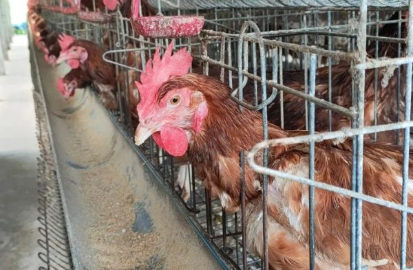 Ternak ayam petelur di Dua Boccoe, Bone