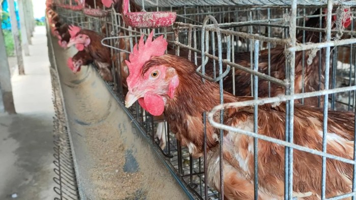 Ternak ayam petelur di Dua Boccoe, Bone