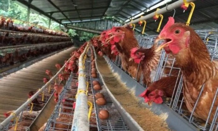 Kementan Bantu Bibit Ayam Petelur di Sultra - ANTARA News Sulawesi Tenggara