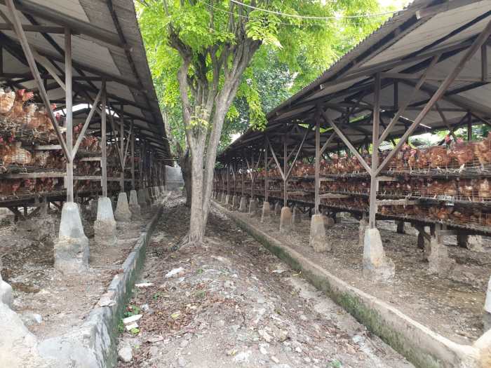 Dijual peternakan ayam petelur siap pakai area gondangrejo – LIST.ID Peternakan ayam petelur terdekat di Wonosari, Gunungkidul