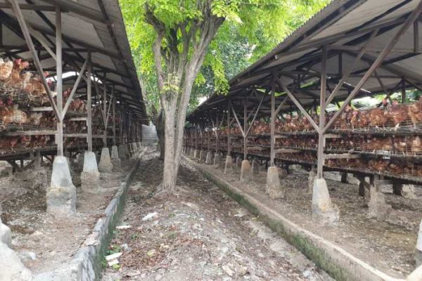 TERNAK AYAM PETELUR BAGI PEMULA - ZONA HIDUP