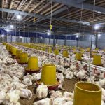 7 Cara Budidaya Ayam Joper Untuk Pemula - Ilmu Peternakan