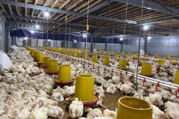 7 Cara Budidaya Ayam Joper Untuk Pemula - Ilmu Peternakan