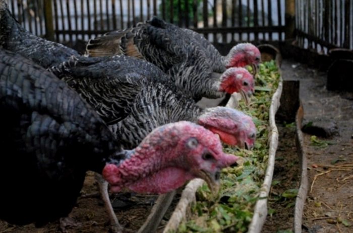 Budidaya ternak ayam di Kaliwungu, Kendal