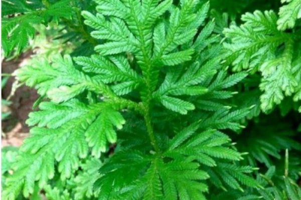 Daun penggemuk ayam di Ile Boleng, Flores Timur